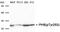 Prohibitin antibody, PA5-37682, Invitrogen Antibodies, Western Blot image 