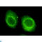 Chromodomain Helicase DNA Binding Protein 3 antibody, LS-C813050, Lifespan Biosciences, Immunofluorescence image 