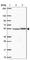 Transmembrane Protein 246 antibody, HPA054041, Atlas Antibodies, Western Blot image 