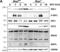ISG-54 K antibody, NBP2-15180, Novus Biologicals, Western Blot image 