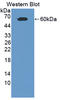 Cell adhesion molecule 1 antibody, LS-C373275, Lifespan Biosciences, Western Blot image 