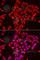 ST3 Beta-Galactoside Alpha-2,3-Sialyltransferase 3 antibody, A6753, ABclonal Technology, Immunofluorescence image 