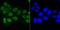 Matrin 3 antibody, A02931-1, Boster Biological Technology, Immunocytochemistry image 