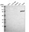 Transglutaminase 3 antibody, NBP1-86950, Novus Biologicals, Western Blot image 
