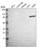 Transglutaminase-3 antibody, NBP1-86950, Novus Biologicals, Western Blot image 