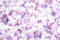 MYB antibody, AP06542PU-N, Origene, Immunohistochemistry paraffin image 