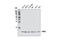 Endosulfine Alpha antibody, 11915S, Cell Signaling Technology, Western Blot image 