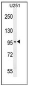 Sine Oculis Binding Protein Homolog antibody, AP53980PU-N, Origene, Western Blot image 