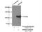 RNA Binding Motif Protein 25 antibody, 25297-1-AP, Proteintech Group, Immunoprecipitation image 