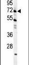 Growth Arrest Specific 2 Like 1 antibody, PA5-23739, Invitrogen Antibodies, Western Blot image 