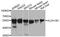 Aldehyde Dehydrogenase 1 Family Member B1 antibody, MBS129636, MyBioSource, Western Blot image 