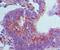 Guanylate Binding Protein 1 antibody, NBP2-03972, Novus Biologicals, Immunohistochemistry paraffin image 