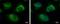 Ubiquitin Conjugating Enzyme E2 R2 antibody, NBP2-15154, Novus Biologicals, Immunofluorescence image 