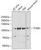 Transcription elongation factor B polypeptide 3 antibody, A31715-1, Boster Biological Technology, Western Blot image 