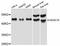 Homeobox C10 antibody, abx125960, Abbexa, Western Blot image 