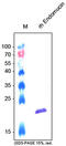 Endomucin antibody, AP60011PU-L, Origene, Western Blot image 