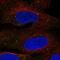 Transmembrane Protein 68 antibody, HPA019173, Atlas Antibodies, Immunofluorescence image 