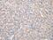 Transcobalamin 2 antibody, PA5-51243, Invitrogen Antibodies, Immunohistochemistry frozen image 