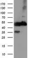Tubulin Alpha Like 3 antibody, TA503911, Origene, Western Blot image 