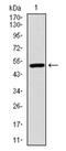 Polyubiquitin-B antibody, AM06722PU-N, Origene, Western Blot image 