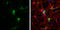 Syntabulin antibody, GTX119953, GeneTex, Immunocytochemistry image 