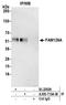Family With Sequence Similarity 126 Member A antibody, A305-710A-M, Bethyl Labs, Immunoprecipitation image 