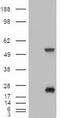 Sonic Hedgehog Signaling Molecule antibody, LS-C114335, Lifespan Biosciences, Western Blot image 