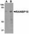 RAN Binding Protein 10 antibody, LS-C108686, Lifespan Biosciences, Western Blot image 
