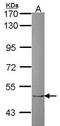Zinc Finger Protein 212 antibody, PA5-28989, Invitrogen Antibodies, Western Blot image 