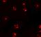 Piwi Like RNA-Mediated Gene Silencing 2 antibody, A04654-1, Boster Biological Technology, Immunofluorescence image 