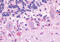 Melatonin Receptor 1B antibody, MBS246966, MyBioSource, Immunohistochemistry frozen image 