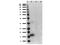 Interleukin-1 alpha antibody, A01144, Boster Biological Technology, Western Blot image 