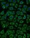 Isocitrate Dehydrogenase (NADP(+)) 2, Mitochondrial antibody, GTX32666, GeneTex, Immunofluorescence image 
