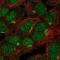 Ankyrin Repeat And SOCS Box Containing 13 antibody, PA5-66419, Invitrogen Antibodies, Immunofluorescence image 