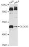 Coiled-Coil Domain Containing 83 antibody, LS-C749461, Lifespan Biosciences, Western Blot image 