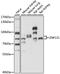 Zinc Finger Protein 131 antibody, 15-993, ProSci, Western Blot image 