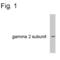 Gamma-Aminobutyric Acid Type A Receptor Gamma2 Subunit antibody, OPA1-04111, Invitrogen Antibodies, Western Blot image 