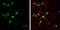 Solute Carrier Family 1 Member 6 antibody, GTX134100, GeneTex, Immunocytochemistry image 