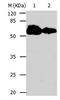 Cell Division Cycle 20 antibody, orb107366, Biorbyt, Western Blot image 