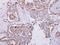 10 kDa chaperonin antibody, PA5-30428, Invitrogen Antibodies, Immunohistochemistry frozen image 