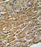 Glutamic--Pyruvic Transaminase antibody, LS-C100675, Lifespan Biosciences, Immunohistochemistry frozen image 