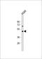 Platelet-activating factor receptor antibody, 61-919, ProSci, Western Blot image 