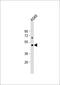 Platelet Activating Factor Receptor antibody, 61-919, ProSci, Western Blot image 