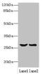 OCIA Domain Containing 1 antibody, CSB-PA882129LA01HU, Cusabio, Western Blot image 