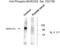 Myristoylated Alanine Rich Protein Kinase C Substrate antibody, XPS-1015, ProSci, Western Blot image 