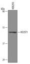 Heparan Sulfate-Glucosamine 3-Sulfotransferase 1 antibody, PA5-47797, Invitrogen Antibodies, Western Blot image 