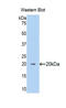 Renalase, FAD Dependent Amine Oxidase antibody, LS-C296217, Lifespan Biosciences, Western Blot image 