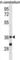 Protein Phosphatase 2 Catalytic Subunit Alpha antibody, abx031430, Abbexa, Western Blot image 