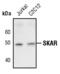 DNA Polymerase Delta Interacting Protein 3 antibody, PA5-17449, Invitrogen Antibodies, Western Blot image 