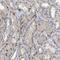 Nucleoporin 93 antibody, PA5-53674, Invitrogen Antibodies, Immunohistochemistry frozen image 